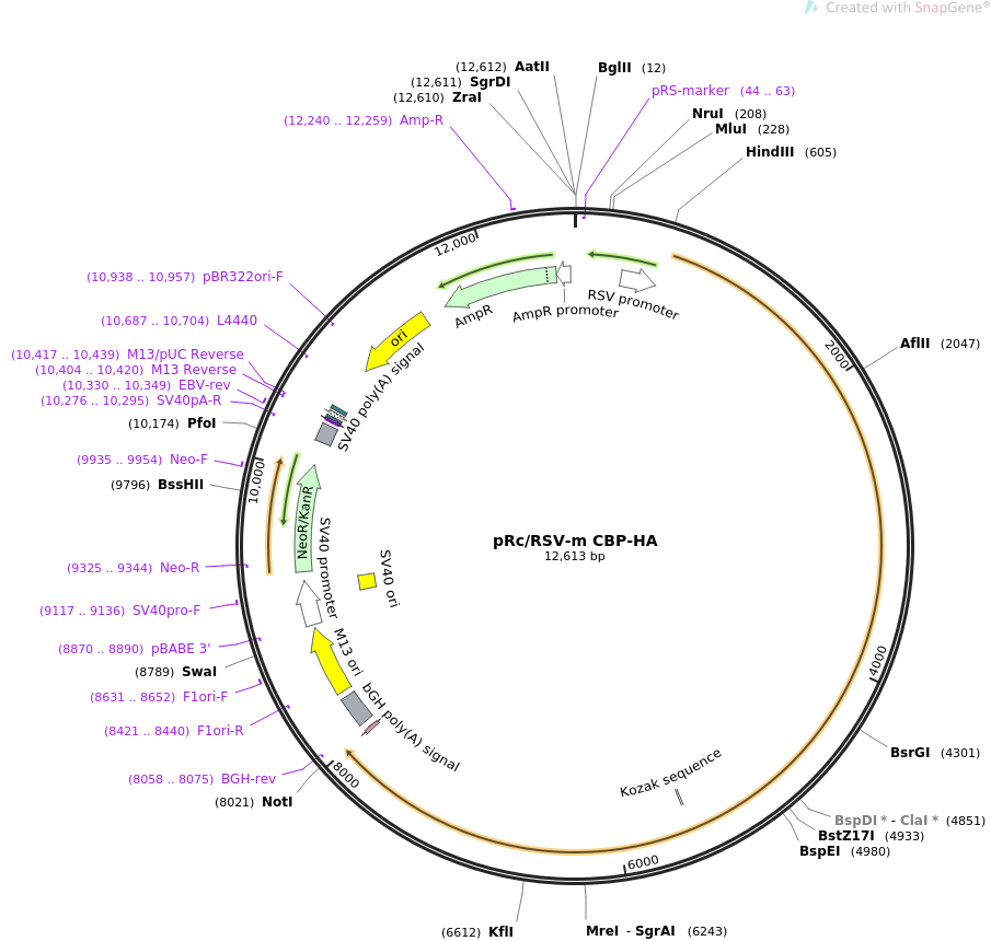 pRcRSV-m CBP-HA质粒图谱